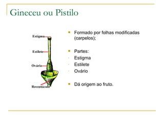 Gineceu ou Pistilo Formado por folhas modificadas (carpelos); Partes: Estigma Estilete Ovário Dá origem ao fruto. 