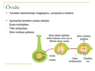 Óvulo  Também denominado megásporo, comporta a oosfera Apresenta também outras células:  Duas sinérgides; Três antípodas; Dois núcleos polares.   óvulo ovário Esta célula diplóide  sofre meiose uma vez e  Mitose duas vezes Dois núcleos polares Saco embrionário Oosfera (n) 