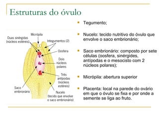 Estruturas do óvulo Tegumento; Nucelo: tecido nutritivo do óvulo que envolve o saco embrionário; Saco embrionário: composto por sete células (oosfera, sinérgides, antípodas e o mesocisto com 2 núcleos polares); Micrópila: abertura superior Placenta: local na parede do ovário em que o óvulo se fixa e por onde a semente se liga ao fruto. 