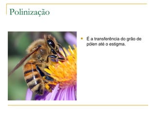 Polinização É a transferência do grão de pólen até o estigma. 