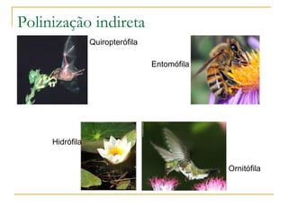 Polinização indireta Quiropterófila Entomófila Hidrófila Ornitófila 
