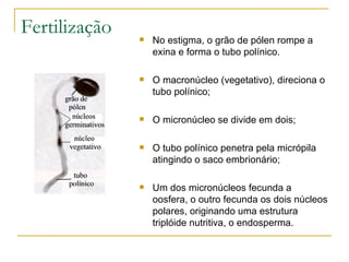 Fertilização No estigma, o grão de pólen rompe a exina e forma o tubo polínico. O macronúcleo (vegetativo), direciona o tubo polínico; O micronúcleo se divide em dois; O tubo polínico penetra pela micrópila atingindo o saco embrionário;  Um dos micronúcleos fecunda a oosfera, o outro fecunda os dois núcleos polares, originando uma estrutura triplóide nutritiva, o endosperma. 