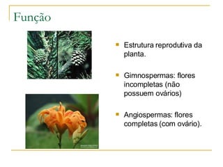 Função Estrutura reprodutiva da planta. Gimnospermas: flores incompletas (não possuem ovários) Angiospermas: flores completas (com ovário). 