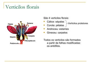 Verticilos florais São 4 verticilos florais: Cálice: sépalas Corola: pétalas Androceu: estames Gineceu: carpelos Todos os verticilos são formados a partir de folhas modificadas: os antófilos. Verticilos protetores 