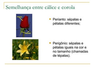 Semelhança entre cálice e corola Perianto: sépalas e pétalas diferentes; Perigônio: sépalas e pétalas iguais na cor e no tamanho (chamadas de tépalas). 