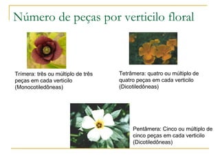 Número de peças por verticilo floral Trímera: três ou múltiplo de três peças em cada verticilo (Monocotiledôneas) Tetrâmera: quatro ou múltiplo de quatro peças em cada verticilo (Dicotiledôneas) Pentâmera: Cinco ou múltiplo de cinco peças em cada verticilo (Dicotiledôneas) 