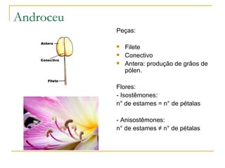 Androceu Peças: Filete Conectivo Antera: produção de grãos de pólen. Flores: - Isostêmones: n° de estames = n° de pétalas  - Anisostêmones: n° de estames  ≠  n° de pétalas  