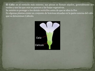 Vertificilo FLOR 1.ppt