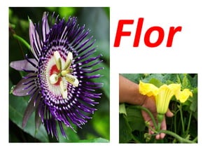 Flor
 