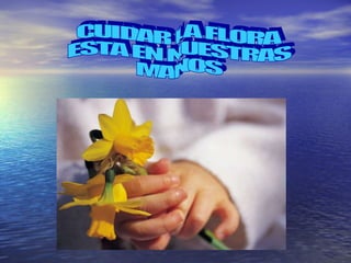 CUIDAR LA FLORA ESTA EN NUESTRAS MANOS 
