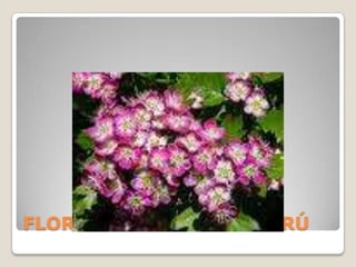 FLORA SILVESTRE DEL PERÚ