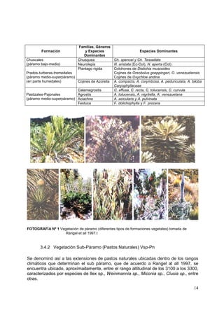 Familias, Géneros
        Formación              y Especies                       Especies Dominantes
                               Dominantes
Chuscales                  Chusquea            Ch. spencei y Ch. Tessellate
(páramo bajo-medio)        Neurolepis          N. aristata (Ec-Col), N. aperta (Col)
                           Plantago rigida     Colchones de Distichia muscoides
Prados-turberas-tremedales                     Cojines de Oreobolus goeppingeri, O. venezuelensis
(páramo medio-superpáramo)                     Cojines de Oxychloe andina
(en parte humedales)       Cojines de Azorella A. compacta, A. corymbosa, A. pedunculata, A. biloba
                                               Caryophyllaceae
                           Calamagrostis       C. effusa, C. recta, C. tolucensis, C. curvula
Pastizales-Pajonales       Agrostis            A. tolucensis, A. nigritella, A. venezuelana
(páramo medio-superpáramo) Aciachne            A. acicularis y A. pulvinata
                           Festuca             F. dolichophylla y F. procera




FOTOGRAFÍA Nº 1 Vegetación de páramo (diferentes tipos de formaciones vegetales) tomada de
                   Rangel et all 1997.t


       3.4.2 Vegetación Sub-Páramo (Pastos Naturales) Vsp-Pn

Se denominó así a las extensiones de pastos naturales ubicadas dentro de los rangos
climáticos que determinan el sub páramo, que de acuerdo a Rangel at all 1997, se
encuentra ubicado, aproximadamente, entre el rango altitudinal de los 3100 a los 3300,
caracterizados por especies de Ilex sp., Weinmannia sp., Miconia sp., Clusia sp., entre
otras.

                                                                                              14
 