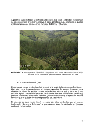 A pesar de su connotación y conflictos ambientales que estos sembradíos representan,
no se encuentra un área representativa de estos para la cuenca, solamente se pueden
evidenciar pequeños parches en el municipio de Bolívar y Florencia.




               02-07-2006



FOTOGRAFIA 6. Bosque plantado.o comercial, Corregimiento San Lorenzo, Municipio de Bolívar, rango
                  altitudinal 2600 a 2800 metros aproximadamente. Fuente Chilito, W., 2006.




       3.4.6 Pastos Naturales (Pn)

Estas bastas zonas, predominan fuertemente a lo largo de la subcuenca Sambingo –
Hato Viejo y son áreas destinadas al pastoreo extensivo. En algunas áreas se puede
observar la división de potreros con cercas de lechero, motilón y otras especies típicas
de cada región. Predominan especies de la familia Poaceae, Gramíneas, (Oxalis sp),
(Melinis minutiflora), entre otros, helechos (Pteridium aquilinum), y vegetación rasante
entre las que se pueden observar la presencia de Arteraceaes.

El pastoreo se sigue desarrollando en áreas con altas pendientes, con un manejo
inadecuado (Ganadería Extensiva) lo que poco a poco, ha originado un deterioro
acelerado de los suelos.




                                                                                              18
 