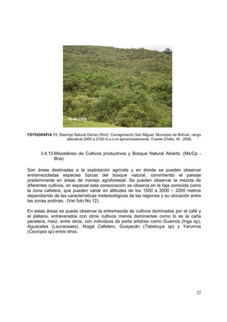 10-06-2006



FOTOGRAFIA 11. Rastrojo Natural Denso (Rnd). Corregimiento San Miguel, Municipio de Bolívar, rango
                   altitudinal 2000 a 2100 m.s.n.m aproximadamente. Fuente Chilito, W., 2006.


       3.4.10 Misceláneo de Cultivos productivos y Bosque Natural Abierto. (Ms/Cp -
              Bna)

Son áreas destinadas a la explotación agrícola y en donde se pueden observar
entremezcladas especies típicas del bosque natural, convirtiendo el paisaje
predominante en áreas de manejo agroforestal. Se pueden observar la mezcla de
diferentes cultivos, en especial esta consociación se observa en la faja conocida como
la zona cafetera, que pueden variar en altitudes de los 1500 a 2000 – 2200 metros
dependiendo de las características metereológicas de las regiones y su ubicación entre
las zonas andinas. (Ver foto No 12).

En estas áreas se puede observar la entremezcla de cultivos dominados por el café y
el plátano, entreverados con otros cultivos menos dominantes como lo es la caña
panelera, maíz, entre otros, con individuos de porte arbóreo como Guamos (Inga sp),
Aguacates (Lauraceaes), Nogal Cafetero, Guayacán (Tabebuya sp) y Yarumos
(Cecropia sp) entre otros.




                                                                                               22
 