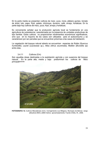En la parte media se presentan cultivos de maíz, yuca, mora, plátano guineo, tomate
de árbol, lulo, papa, fríjol, patata, chirimoya, durazno, café, arveja, hortalizas. En la
parte baja hay cultivos de maíz, yuca, fríjol, arveja y hortalizas.

Es conveniente señalar que la producción agrícola local se fundamenta en una
agricultura de subsistencia, caracterizada por la presencia de unidades productivas de
tipo familiar. Estos cultivos no proporcionan rendimientos económicos significativos,
sino que en la mayoría de los casos son utilizados para el autoconsumo y se
caracterizan por ser parcelas que se encuentran próximas a las casas de habitación.

La vegetación del bosque natural abierto se encuentran especies de Roble (Quercus
humboldtii), Laurel (Lauraceae sp.), Aliso (Alnus acuminata), Motilón (Brunellia sp)
entre otas.


       3.4.11     Cultivos (Cm)
Son aquellas áreas destinadas a la explotación agrícola y con ausencia del bosque
natural. En la parte alta, media y baja predominan los cultivos de Maíz
principalmente.




                07-07-2006



FOTOGRAFIA 14. Cultivos Misceláneos (Cm). Corregimiento Los Milagros, Municipio de Bolívar, rango
                    altitudinal 2600 a 2800 metros aproximadamente. Fuente Chilito, W., 2006.




                                                                                              24
 