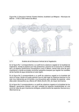 Figura No 3. Estructura Vertical, Estrato Arbóreo, localidad Los Milagros – Municipio de
Bolívar – 3100 a 3300 metros de altitud.




3.7.1             Analisis de la Estructura Vertical de la Vegetación.

En la figura No 1 correspondiente a un perfil de la cobertura vegetal en la localidad de
Cajamarca, donde la especie que mas predomina o domina es la Guazuma cf ulmifolia
lam y la especie Zanthoxylum monophyllum (Lam) P.Wilson, siendo esta zona de gran
importancia y donde se pueden encontrar pequeños bosques que regulan los caudales
de las fuentes de agua existentes en esta región.

En la figura No 2 correspondiente a un perfil de cobertura vegetal en la localidad del
cerro la monja, donde se puede apreciar que en este lugar la cobertura boscosa no ha
sido muy intervenida por el hombre y se encuentran gran variedad de especies entre
ellas estan Geissanthus sp y Marcia aff. Mollis (Kunth.) DC, de mayor dominancia.

En la figura No 3 correspondiente a un perfil de cobertura vegetal en la localidad de los
Milagros, apreciamos tambien una gran variedad de especies localizándolas en una
zona de vidas de gran importancia ecológica, predominando las especies Saurauia sp y
Weinmannia sp.




                                                                                      55
 