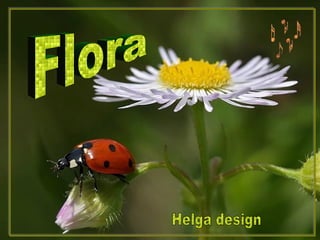 Flora Helga design 