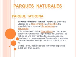El Parque Nacional Natural Tayrona se encuentra
ubicado en la Región Caribe en Colombia. Su
superficie hace parte del departamento de
Magdalena.
A 34 km de la ciudad de Santa Marta es uno de los
parques naturales más importantes de Colombia. Es
hábitat de una gran cantidad de especies que se
distribuyen en regiones con diferentes pisos térmicos
que van desde el nivel del mar hasta alturas de 900
m.
De las 15.000 hectáreas que conforman el parque,
3.000 son área marina.
 