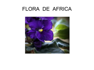 FLORA DE AFRICA
 