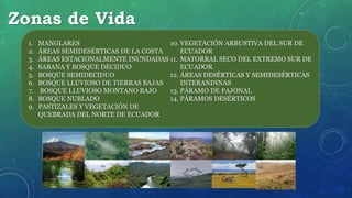 Zonas de Vida
1. MANGLARES
2. ÁREAS SEMIDESÉRTICAS DE LA COSTA
3. ÁREAS ESTACIONALMENTE INUNDADAS
4. SABANA Y BOSQUE DECIDUO
5. BOSQUE SEMIDECIDUO
6. BOSQUE LLUVIOSO DE TIERRAS BAJAS
7. BOSQUE LLUVIOSO MONTANO BAJO
8. BOSQUE NUBLADO
9. PASTIZALES Y VEGETACIÓN DE
QUEBRADA DEL NORTE DE ECUADOR
10. VEGETACIÓN ARBUSTIVA DEL SUR DE
ECUADOR
11. MATORRAL SECO DEL EXTREMO SUR DE
ECUADOR
12. ÁREAS DESÉRTICAS Y SEMIDESÉRTICAS
INTERANDINAS
13. PÁRAMO DE PAJONAL
14. PÁRAMOS DESÉRTICOS
 
