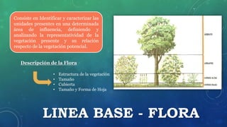 LINEA BASE - FLORA
Consiste en Identificar y caracterizar las
unidades presentes en una determinada
área de influencia, definiendo y
analizando la representatividad de la
vegetación presente y su relación
respecto de la vegetación potencial.
Descripción de la Flora
• Estructura de la vegetación
• Tamaño
• Cubierta
• Tamaño y Forma de Hoja
 