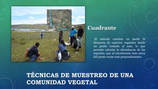 TÉCNICAS DE MUESTREO DE UNA
COMUNIDAD VEGETAL
Cuadrante
El método consiste en medir la
distancia de especies vegetales desde
un punto tomado al azar, lo que
permite calcular la abundancia de las
especies, que al encontrarse más cerca
del punto serán más preponderantes.
 