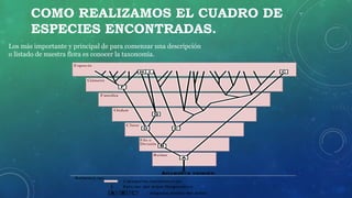 COMO REALIZAMOS EL CUADRO DE
ESPECIES ENCONTRADAS.
Los más importante y principal de para comenzar una descripción
o listado de nuestra flora es conocer la taxonomía.
 