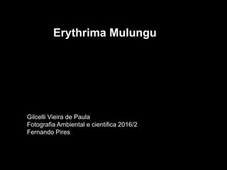 Erythrima Mulungu
Gilcelli Vieira de Paula
Fotografia Ambiental e cientifica 2016/2
Fernando Pires
 