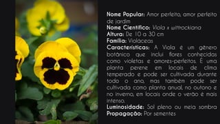 Nome Popular: Amor perfeito, amor perfeito
de jardim
Nome Científico: Viola x wittrockiana
Altura: De 10 a 30 cm
Família: Violáceas
Características: A Viola é um gênero
botânico que inclui flores conhecidas
como violetas e amores-perfeitos. É uma
planta perene em locais de clima
temperado e pode ser cultivada durante
todo o ano, mas também pode ser
cultivada como planta anual, no outono e
no inverno, em locais onde o verão é mais
intenso.
Luminosidade: Sol pleno ou meia sombra
Propagação: Por sementes
 