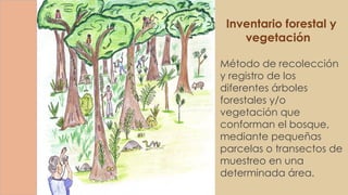 Inventario forestal y
vegetación
Método de recolección
y registro de los
diferentes árboles
forestales y/o
vegetación que
conforman el bosque,
mediante pequeñas
parcelas o transectos de
muestreo en una
determinada área.
 