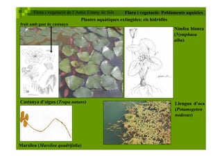 Flora i vegetació de l'estany de Sils