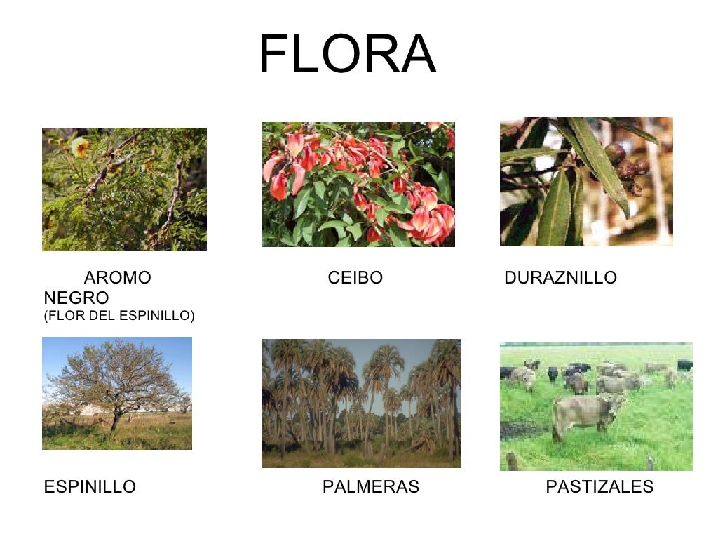 Flora Y Fauna