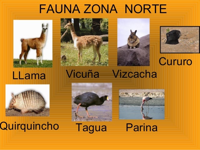 FAUNA ZONA NORTE
LLama Vicuña Vizcacha
Cururo
Quirquincho Tagua Parina
 