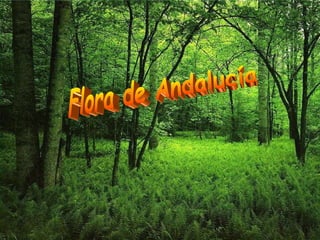 Flora de Andalucía 