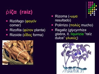 ῥίζα  (raíz) Rizófago ( φαγεῖν   comer) Rizofita ( φύτον   planta) Rizoide ( εἶδος   forma) Rizoma ( - ωμα   resultado) Polirrizo ( πολύς   mucho) Regaliz ( glycyrrhiza   glabra , it.  liquirizia  “raíz dulce”   γλυκύς ) 