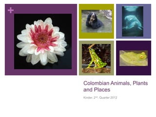 +




    Colombian Animals, Plants
    and Places
    Kinder. 2nd. Quarter 2012
 