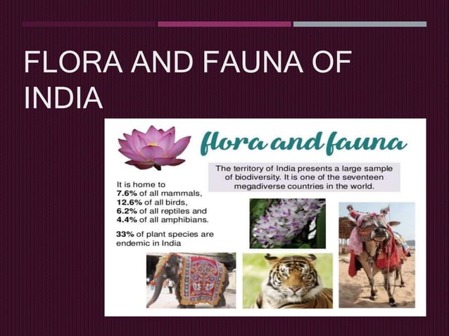 Flora Vs Fauna Definition – Flore vs Faune : Différence et Comparaison ...
