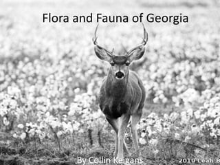 Flora and Fauna of Georgia
By Collin Keigans
 
