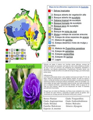 Mapa de las diferentes vegetaciones de Australia.
. 1. Selvas tropicales
2. Bosque abierto de vegetación alta
3. Bosque abierto de eucalipto
4. Sabana tropical de eucalipto
5. Bosque húmedo de eucalipto
6. Bosque seco de eucalipto
7. Maquia
8. Bosque de mirto de miel
9. Mulga o estepa de acacias aneuras
10. Estepa de otras especies de acacia
11. Maleza de spinifex
12. Estepa desértico mixto de mulga y
spinifex
13. Maleza de Zygochloa paradoxa
14. Estepa de astreblas
15. Estepas esclerófilas
16. Estepas de quinoa
17. Lagos
Arbusto de hasta 4 metros con muchas ramas alternas, aunque las
inferiores pueden ser escasas. Las hojas de color verde brillante se dividen
en tres a cinco en contorno; los márgenes son irregulares, lobulados a
dentados; Los lóbulos pubescentes y fuertemente nervados tienen una
forma tosca. El tallo de la flor en la axila de la hoja es largo y se inclina hacia
la flor única.
Inflorescencia
Las flores perfumadas tienen cinco pétalos luminosos de hasta 70 mm de
largo, estos se superponen y tienen ligeras crestas. El color es crema o
malva, o el lila del nombre con el que se comercializa. La estructura del tubo
estaminal contiene numerosas anteras verticiladas, estas son amarillas. Los
cinco estilos de este están fusionados hasta la punta, que está compuesta
por un estigma hinchado y aparentemente dividido. Este se apoya en un
cáliz de cinco lóbulos, dentro de una disposición de hasta 10 brácteas
parcialmente fusionadas.
Al igual que con todos los Malvales, las flores duran alrededor de un día y
se vuelven de color intenso y parecidas al papel cuando se gastan. Son
numerosos en el largo período de floración entre junio y enero.
Reino: Plantae Clado: Traqueofitos
Clado: Angiospermas Clado: Eudicotiledóneas
Clado: Rósidas Orden: Malvales
Familia: Malváceas Género: Alyogyne
Especie: A. enorme
 