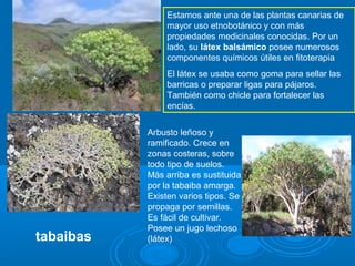 Estamos ante una de las plantas canarias de
                mayor uso etnobotánico y con más
                propiedades medicinales conocidas. Por un
                lado, su látex balsámico posee numerosos
                componentes químicos útiles en fitoterapia
                El látex se usaba como goma para sellar las
                barricas o preparar ligas para pájaros.
                También como chicle para fortalecer las
                encías.


           Arbusto leñoso y
           ramificado. Crece en
           zonas costeras, sobre
           todo tipo de suelos.
           Más arriba es sustituida
           por la tabaiba amarga.
           Existen varios tipos. Se
           propaga por semillas.
           Es fácil de cultivar.
           Posee un jugo lechoso
tabaibas   (látex)
 