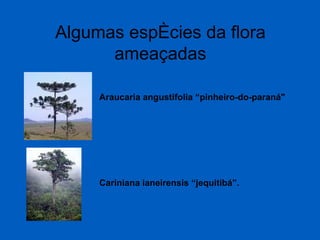 Algumas espécies da flora ameaçadas Araucaria angustifolia “pinheiro-do-paraná"  Cariniana ianeirensis “jequitibá”.  