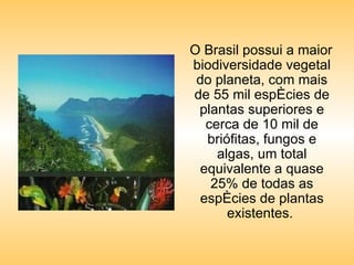 O Brasil possui a maior biodiversidade vegetal do planeta, com mais de 55 mil espécies de plantas superiores e cerca de 10 mil de briófitas, fungos e algas, um total equivalente a quase 25% de todas as espécies de plantas existentes.  
