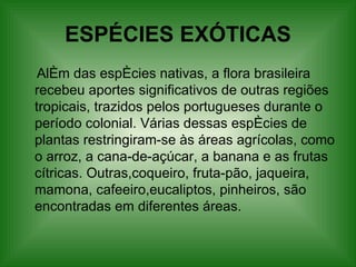 ESPÉCIES EXÓTICAS Além das espécies nativas, a flora brasileira recebeu aportes significativos de outras regiões tropicais, trazidos pelos portugueses durante o período colonial. Várias dessas espécies de plantas restringiram-se às áreas agrícolas, como o arroz, a cana-de-açúcar, a banana e as frutas cítricas. Outras,coqueiro, fruta-pão, jaqueira, mamona, cafeeiro,eucaliptos, pinheiros, são encontradas em diferentes áreas. 