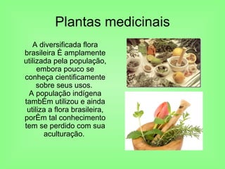 Plantas medicinais A diversificada flora brasileira é amplamente utilizada pela população, embora pouco se conheça cientificamente sobre seus usos.  A população indígena também utilizou e ainda utiliza a flora brasileira, porém tal conhecimento tem se perdido com sua aculturação.  