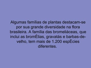 Algumas famílias de plantas destacam-se por sua grande diversidade na flora brasileira. A família das bromeliáceas, que inclui as bromélias, gravatás e barbas-de-velho, tem mais de 1.200 espécies diferentes.  