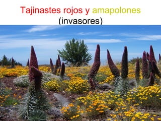 16
Tajinastes rojos y amapolones
(invasores)
 