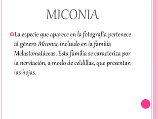 MICONIA 
La especie que aparece en la fotografía pertenece 
al género Miconia , incluido en la familia 
Melastomatáceas. Esta familia se caracteriza por 
la nerviación, a modo de celdillas, que presentan 
las hojas. 
 