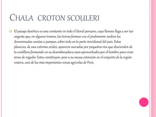 CHALA CROTON SCOULERI 
 El paisaje desértico es una constante en todo el litoral peruano, cuya llanura llega a ser tan 
angosta que, en algunos tramos, las tierras forman con el piedemonte andino las 
denominadas cuestas o pampas, sobre todo en la parte meridional del país. Estas 
planicies, de una extrema aridez, aparecen surcadas por pequeños ríos que descienden de 
la cordillera formando en su desembocadura oasis aprovechados por el hombre para crear 
áreas de regadío. Estas constituyen, pese a su escasa extensión en el conjunto de la región 
costera, una de las más importantes zonas agrícolas de Perú. 
 