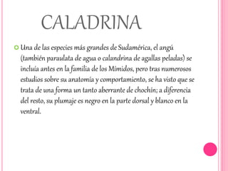 CALADRINA 
 Una de las especies más grandes de Sudamérica, el angú 
(también paraulata de agua o calandrina de agallas peladas) se 
incluía antes en la familia de los Mímidos, pero tras numerosos 
estudios sobre su anatomía y comportamiento, se ha visto que se 
trata de una forma un tanto aberrante de chochín; a diferencia 
del resto, su plumaje es negro en la parte dorsal y blanco en la 
ventral. 
 