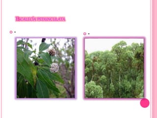 ESCALECÍA PEDUNCULATA 
 -  - 
 